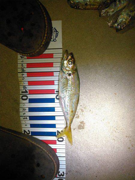 レガーメ　牙突